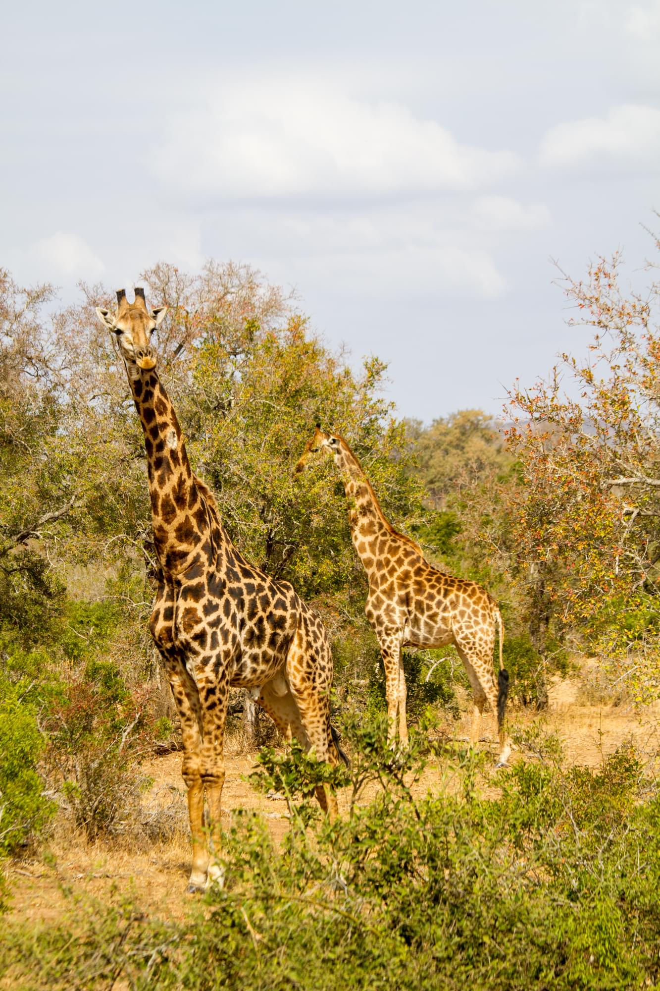 20120728   Sudafrica 0242